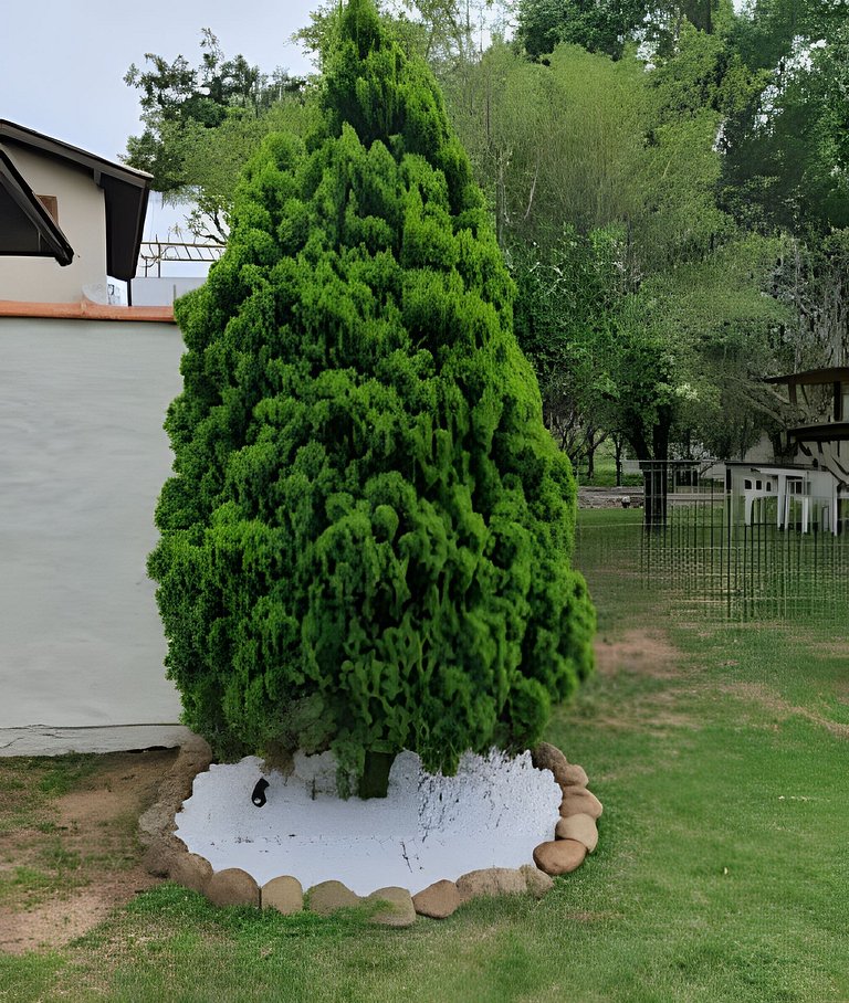CASA 17 TOP no meio das árvores